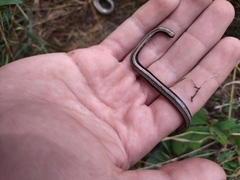 Anguis colchica
