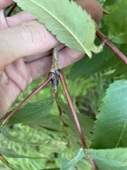 Sorbus decora