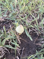 Leucocoprinus birnbaumii