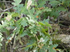Quercus gambelii