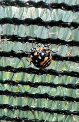 Murgantia histrionica