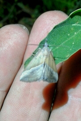 Hypena lividalis