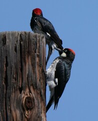Melanerpes formicivorus