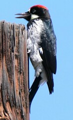 Melanerpes formicivorus