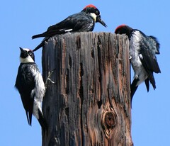 Melanerpes formicivorus