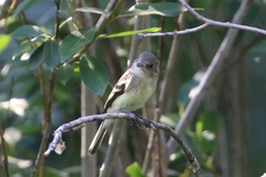 Empidonax