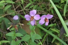 Rhexia virginica