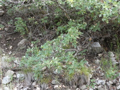 Quercus gambelii