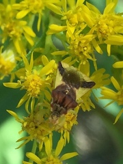 Phymata americana americana