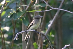 Empidonax