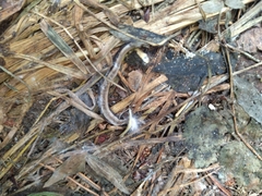 Anguis colchica