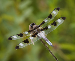 Libellula pulchella