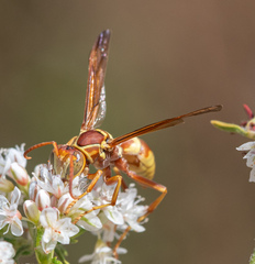 Polistes dorsalis