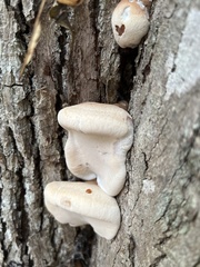 Ischnoderma resinosum