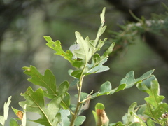 Xanthoteras eburneum