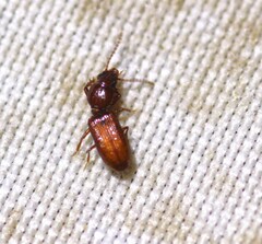 Clivina