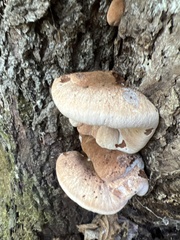 Ischnoderma resinosum