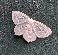Campaea perlata