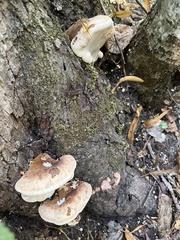 Ischnoderma resinosum