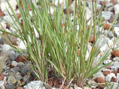 Hordeum jubatum