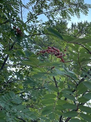 Sorbus decora