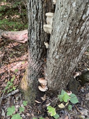 Ischnoderma resinosum