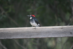 Melanerpes formicivorus