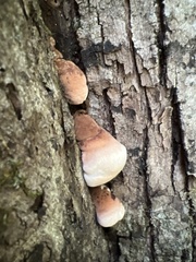 Ischnoderma resinosum