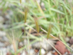Hordeum jubatum