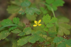 Chelidonium majus