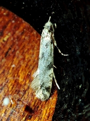 Tineidae