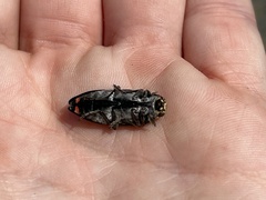 Buprestis lyrata