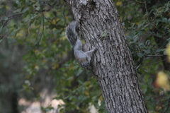 Sciurus arizonensis