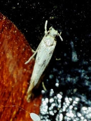 Tineidae