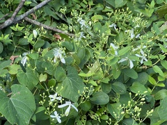 Clematis terniflora