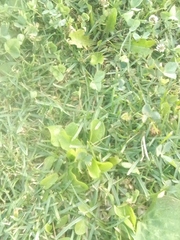 Plantago major