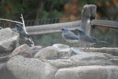 Aphelocoma wollweberi