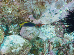 Pomacentrus coelestis