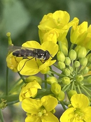 Melangyna viridiceps