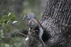 Sciurus arizonensis