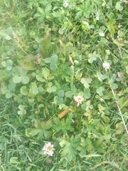 Trifolium repens