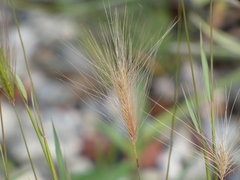 Hordeum jubatum