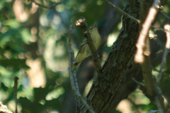 Setophaga castanea