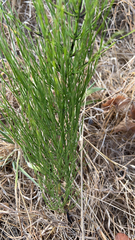 Equisetum arvense
