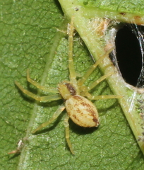 Philodromus rufus
