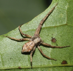 Philodromus aureolus