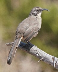 Toxostoma redivivum