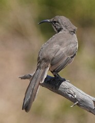 Toxostoma redivivum