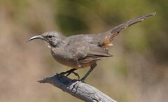 Toxostoma redivivum
