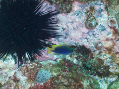 Pomacentrus coelestis